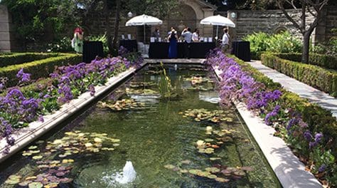 Garden pond with purple flowers.